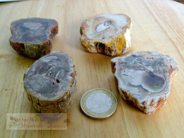 Preview: Versteinertes Holz, 4 polierte Scheiben - Unikate