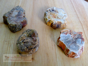 Preview: Versteinertes Holz, 4 polierte Scheiben - Unikate