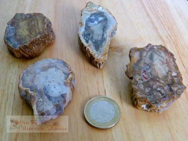 Preview: Versteinertes Holz, 4 polierte Scheiben - Unikate