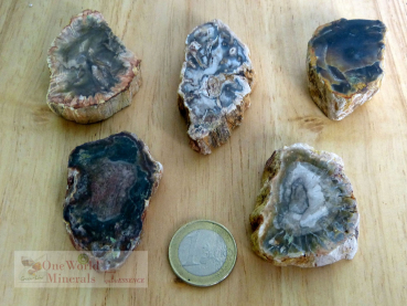 Versteinertes Holz, 5 polierte Scheiben - Unikate