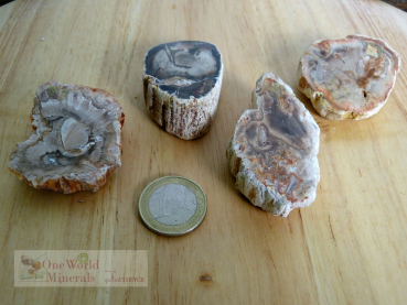 Preview: Versteinertes Holz, 4 polierte Scheiben - Unikate