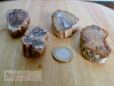 Preview: Versteinertes Holz, 4 polierte Scheiben - Unikate