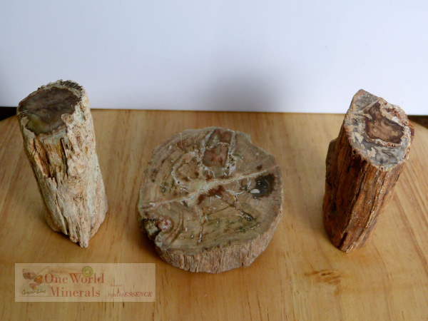 Versteinertes Holz,  polierte Scheibe und 2 Stämmchen - Unikate