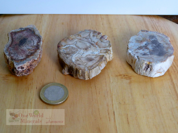 Versteinertes Holz, 3 polierte Scheiben - Unikate