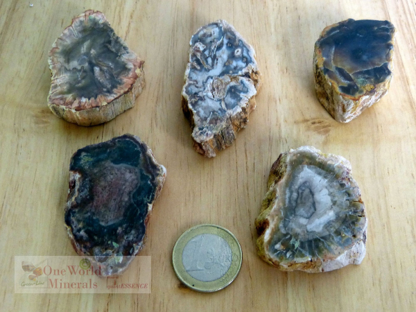 Versteinertes Holz, 5 polierte Scheiben - Unikate