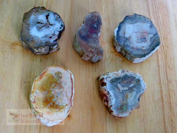 Versteinertes Holz, 5 polierte Scheiben - Unikate