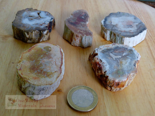 Versteinertes Holz, 5 polierte Scheiben - Unikate