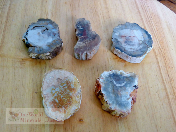 Versteinertes Holz, 5 polierte Scheiben - Unikate