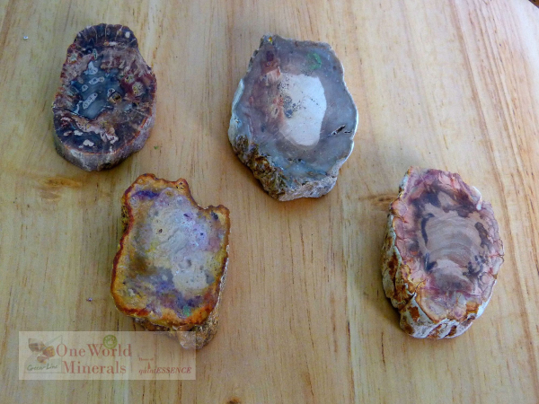 Versteinertes Holz, 4 polierte Scheiben - Unikate