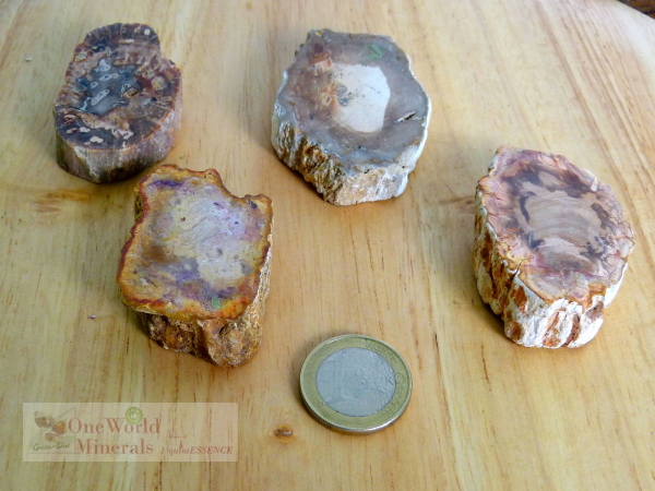 Versteinertes Holz, 4 polierte Scheiben - Unikate