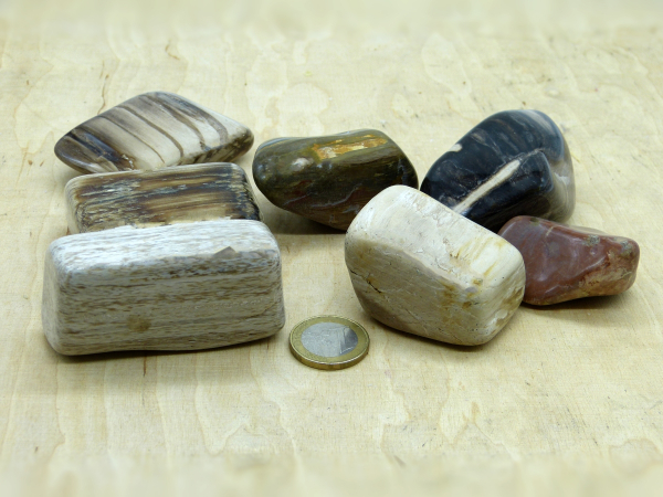 Versteinertes Holz, Australien, große Trommelsteine, im Lot